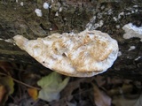 Trametes trogii image