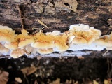 Trametes trogii image