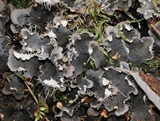 Peltigera praetextata image