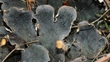 Peltigera praetextata image