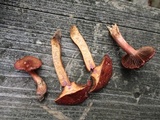 Chroogomphus vinicolor image
