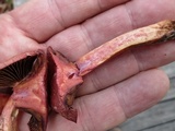 Chroogomphus vinicolor image