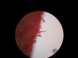 Chroogomphus vinicolor image