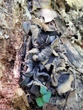 Ionomidotis irregularis image