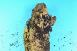 Ionomidotis irregularis image