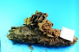 Ionomidotis irregularis image