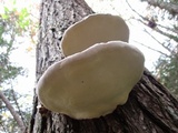 Fomitopsis ochracea image
