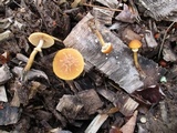Conocybe rugosa image