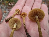 Conocybe rugosa image