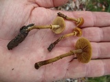 Conocybe rugosa image