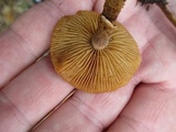 Conocybe rugosa image