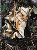 Cantharellus subalbidus image