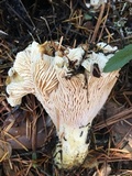 Cantharellus subalbidus image