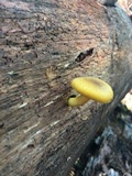Tricholomopsis decora image