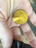 Tricholomopsis decora image