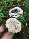 Hydnellum caeruleum image