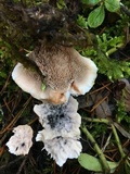 Hydnellum caeruleum image