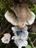 Hydnellum caeruleum image