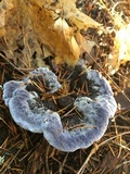 Hydnellum caeruleum image
