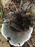 Hydnellum caeruleum image