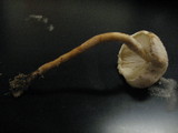 Cystolepiota petasiformis image