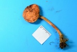 Leratiomyces squamosus image