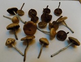 Psilocybe azurescens image