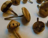 Psilocybe azurescens image