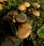 Psilocybe azurescens image