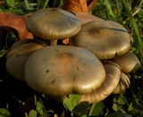 Psilocybe azurescens image