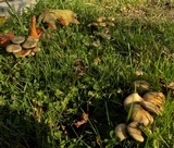 Psilocybe azurescens image