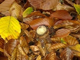 Geastrum triplex image