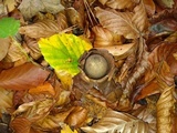 Geastrum triplex image