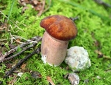 Tylopilus badiceps image