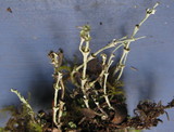 Cladonia cervicornis image