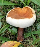 Gyroporus castaneus image