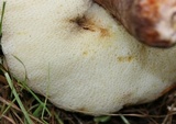 Gyroporus castaneus image