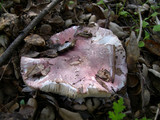 Lepiota decorata image