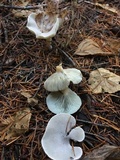Clitocybe odora image