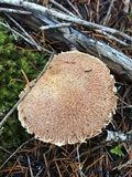 Suillus lakei image