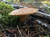 Suillus lakei image