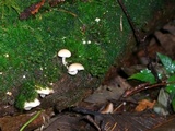 Collybia bakerensis image