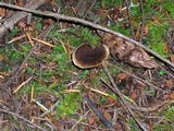 Coltricia perennis image