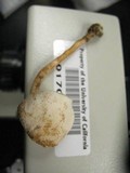 Cystolepiota petasiformis image
