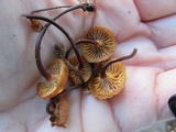 Xeromphalina cauticinalis image