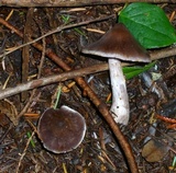 Cortinarius armillatus image