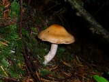 Cortinarius mucosus image