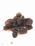 Exidia recisa image