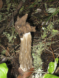 Helvella maculata image