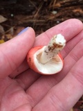 Russula silvicola image
